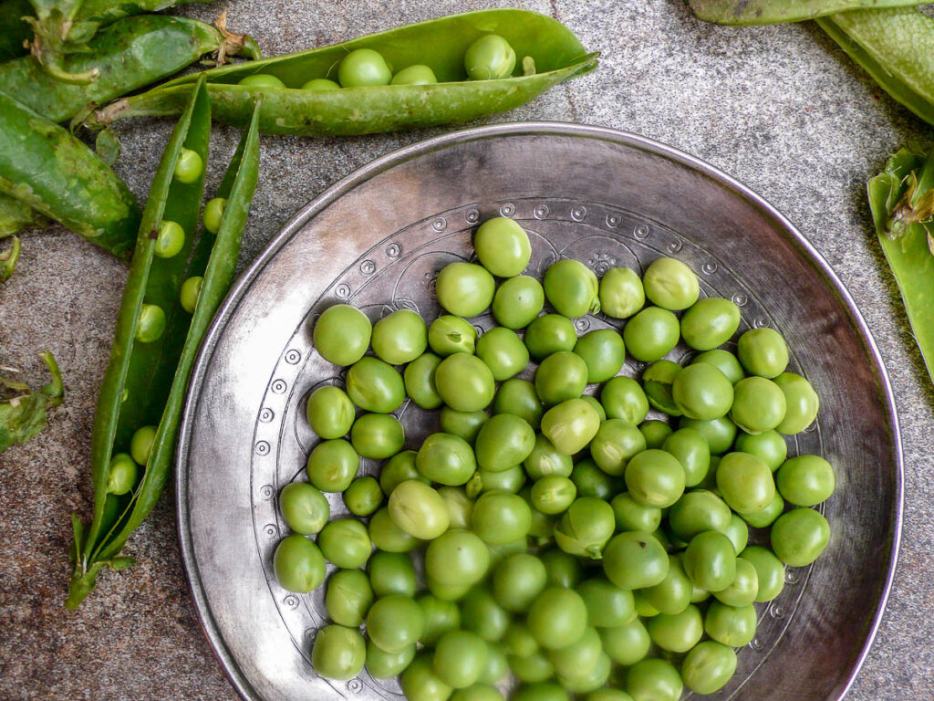 Fresh green peas, podded and on a metal plate